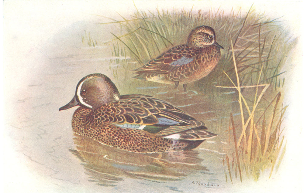 BRITISH BIRDS. Blue-winged Teal. THORBURN 1925 old vintage print picture